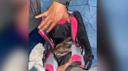 Video: rescataron a un ciervo vivo de la mochila de una pasajera