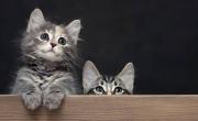 Estos son los mejores nombres para gatos, según la Inteligencia Artificial