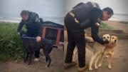 EN VIDEO: El increíble rescate de perritos callejeros ante posible impacto de un tsunami en Chile