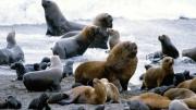 En video: leones marinos se arrojan al mar escapando de una lluvia de piedras por terremoto en Rusia
