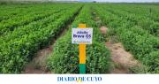 San Juan retoma la exportación de alfalfa de alta calidad