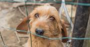Realizaron un allanamiento por maltrato animal y clausuraron otro criadero clandestino en Barrio Aeropuerto