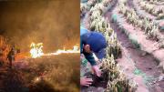 Bolivia enfrenta 2.497 focos de calor y heladas devastadoras