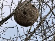 Encontraron un nido de avispas radiactivo en un sitio donde EE.UU. fabricó bombas nucleares