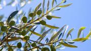Cómo cultivar un olivo para cosechar tus propias aceitunas jugosas y frescas