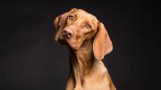 Qué significa que tu perro incline su cabeza cuando le hablas y por qué es beneficioso