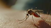 ¿Eres un “imán” para los mosquitos? Expertos revelan los secretos milagrosos para que estos bichos dejen de molestarte