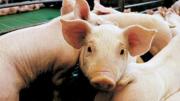 Confirmaron 40 casos de triquinosis y alertan sobre consumo de chacinados caseros