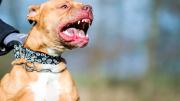 Un pitbull atacó a una nena de 4 y años está internada en estado delicado