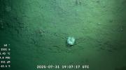 ¿Hasta cuándo se podrá ver la expedición del CONICET al cañón submarino de Mar del Plata?