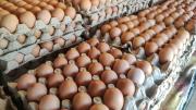 Yuvan Rosales: “Contrabando de huevos abarca 50% del mercado tachirense” – Correo del Caroní