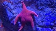 Mar del Plata: hallan una particular estrella de mar y la comparan con Patricio de Bob Esponja