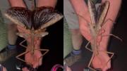 EN VIDEO: El extraño insecto palo que fue descubierto en una zona remota este país