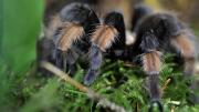La masiva invasión de tarántulas que afectará a varios estados de EEUU