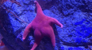 ¿’Patricio’ es argentino?: una estrella de mar “culona” conquista Internet