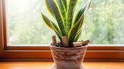 Pocos lo saben: por qué debes colocar corchos en el sustrato de la sansevieria o lengua de suegra