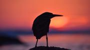 Su cántico anuncia la llegada de la noche: cuál es el pájaro que canta al atardecer