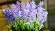 Mejor que la lavanda: la planta trepadora de hermosas flores que perfuma tu jardín por la noche