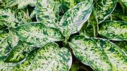 Los 6 tipos de potus perfectos para la casa: una planta hermosa, versátil y de reproducción rápida