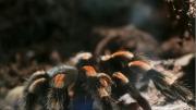 Invasión de tarántulas macho en EEUU: ¿Qué hacer si te tropiezas con una?