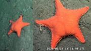 Estrella de mar “culona”: qué se sabe de la especie encontrada en Mar del Plata