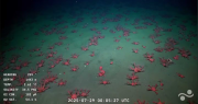 Conocé los datos más curiosos que deja la transmisión en vivo que se hace desde el fondo del mar argentino