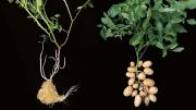 Descubrimiento inédito: la papa evolucionó del tomate