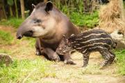 Con cámaras estudian la fauna del Waraira Repano