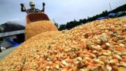 El impacto del dólar sobre las agroexportaciones: “A la exportación le conviene un tipo de cambio más apreciado”