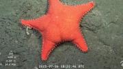Estrella de mar culona: qué se sabe de la especie encontrada por el Conicet en Mar del Plata