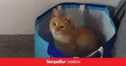 Le balearon al gato en la trompa y vende una rifa para operarlo