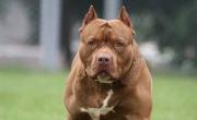 Una nena de cuatro años pelea por su vida: estaba jugando en su patio y la atacó el pitbull de la familia