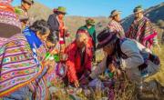 ¿Por qué hoy se toma caña con ruda? Lo que hay que saber del ritual de la Pachamama