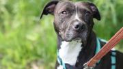Niña fue atacada por un perro pitbull en su casa y permanece internada
