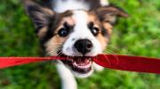 Ni sogas ni pelotas: este es el juguete ideal para que tu perro disfrute en el jardín de casa