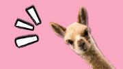 ¿Son lo mismo?: te explico cuál es la diferencia entre llama, alpaca, guanaco y vicuña