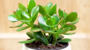 Por qué el Feng Shui recomienda tener un árbol de jade en la habitación