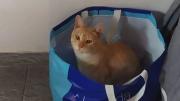 Mar del Plata: le balearon al gato en la trompa y vende una rifa para operarlo