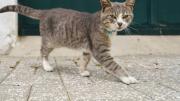 El más importante del país: el viral viaje del gatito del presidente de Indonesia que sorprendió a todos