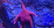 La explicación del CONICET sobre los “glúteos” de la estrella de mar que revolucionó las redes sociales