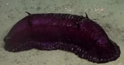 “Batatita”, el curioso hallazgo del CONICET en el fondo del Mar Argentino
