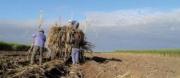 Más del 85% de las muestras resultó apta para “caña semilla”