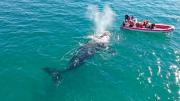 La temporada de ballenas en Las Grutas está por comenzar: un encuentro más íntimo y cercano