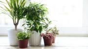 El truco casero para que las plantas crezcan con fuerza