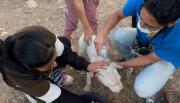 La Municipalidad rescató 15 animales entre perros y gatos tras los incendios