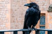 No solo los loros: el pájaro que imita voces, resuelve problemas y reconoce figuras geométricas