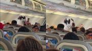 El adorable video de un perro gran danés que viajó como pasajero de un vuelo en México