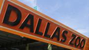 Visita el Dallas Zoo a muy bajo costo: fecha en la que se activa nuevamente el “Dollar Days”