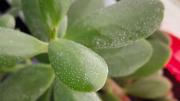 Qué significan las manchas blancas en mi árbol de jade