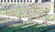 Más de 25 mil jóvenes españoles tiñen de verde la Plaza de San Pedro – Correo del Caroní